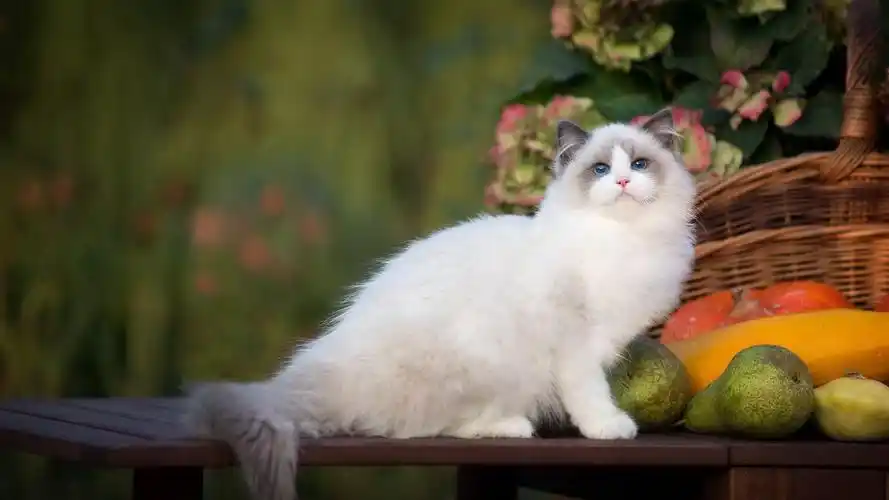 布偶小猫可爱呆萌高清电脑壁纸