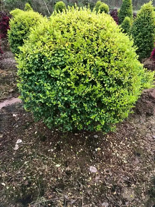 女贞花镜庭院花园棒棒糖球亮四季常青金女贞叶亮绿植