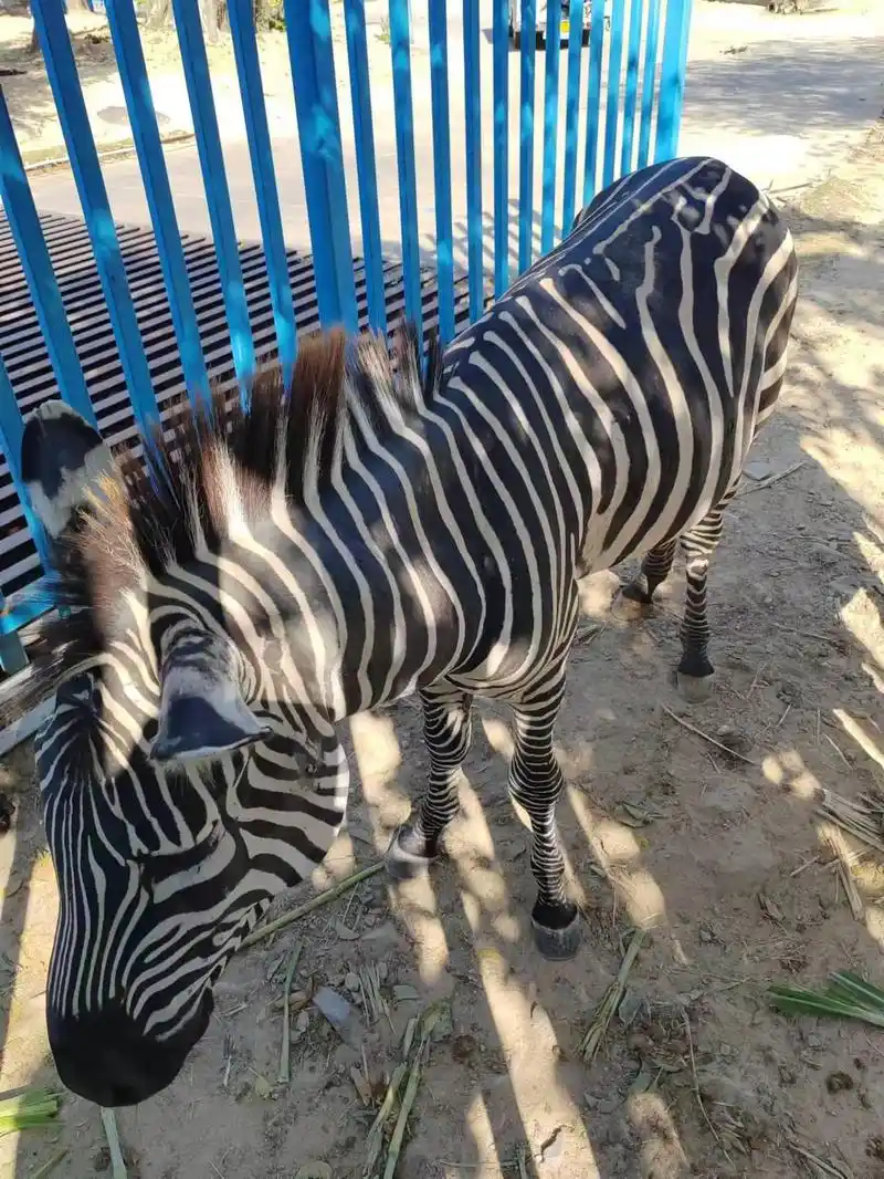 福清永鸿野生动物园游记 生活处处是风光!