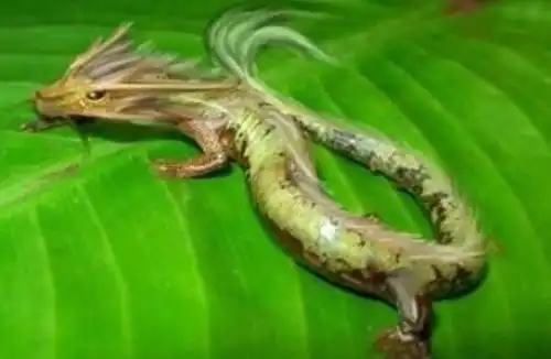 村民修路修到一半挖出「千年真龙」,村民膜拜真龙,见者有福