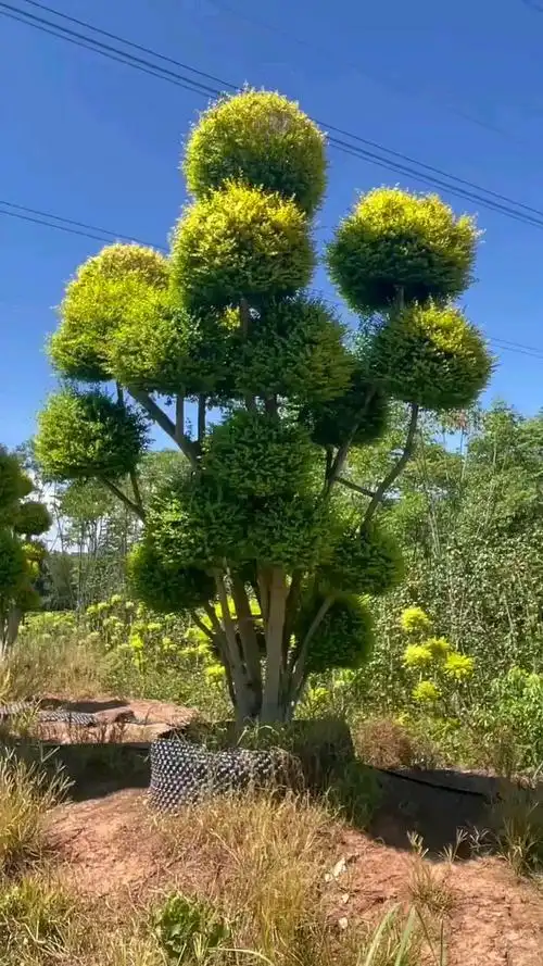 亮晶女贞球造型树桩四季常青不落叶适合庭院别墅农家小院栽植