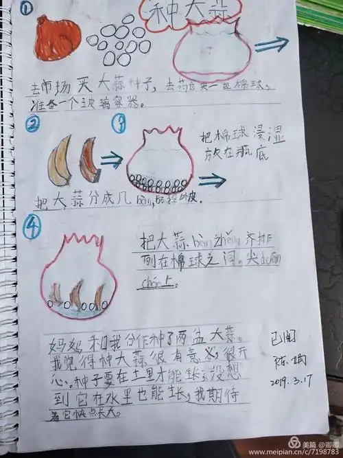 综合实践活动"种大蒜"与绘本观察日记创作——楚雄市鹿城小学一(3)班