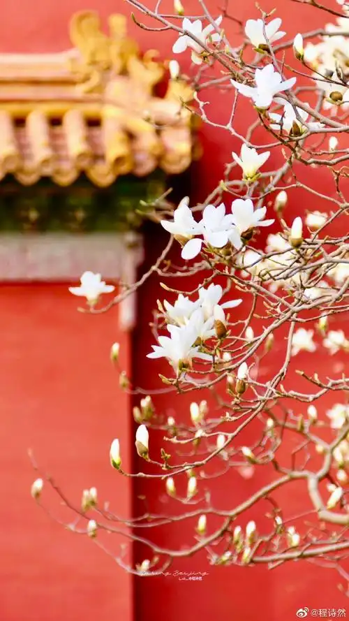 有一种意境叫中式美学#三月在北京拍玉兰,只要2元钱门票的太庙里