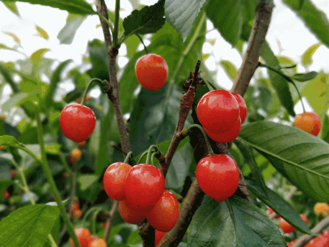 巴南木洞镇不知火上线长得丑却是水果中的实力派