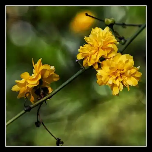 注:《重瓣棣棠花》vv音乐首发  郑重声明:原创作品,如有转载请注明