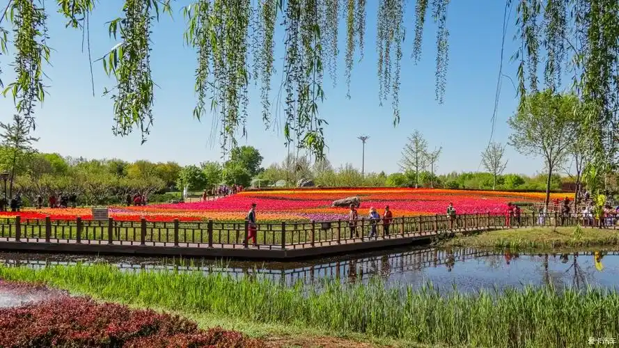 长阳公园的郁金香