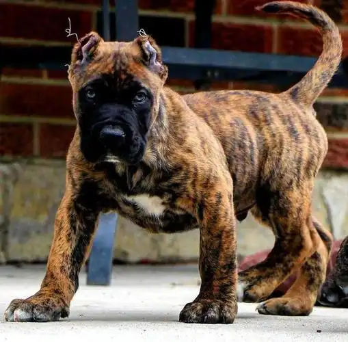 你知道世界上最凶猛的是什么狗吗?