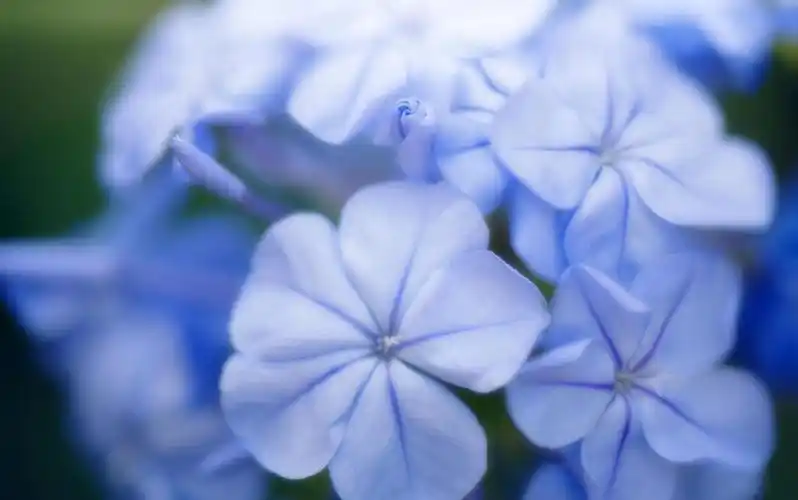想让蓝雪花快点变成"蓝雪球",3月这样养,4月就能冒花朵