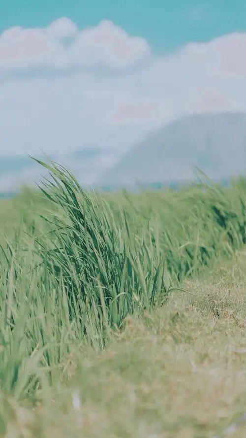 小镇生活随景文艺清新手机壁纸_风景_手机壁纸下载_美桌网