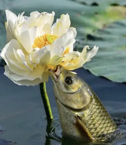 鲤鱼戏荷花
