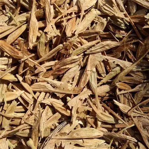 复叶槭种子2014年种源稀缺复叶槭树种子欲购从速