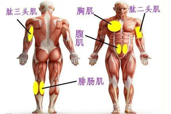 所以我们主要锻炼的是肱二头肌与肱三头肌.