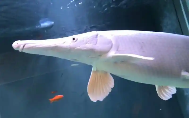145公分的白化鳄雀鳝(火箭)!-动物视频-搜狐视频