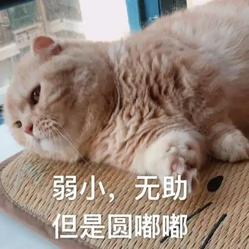 萌宠gif猫星人gif弱小无助gif但是胖乎乎gif呆萌gif可爱gif