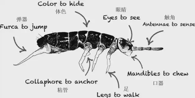 大家听过跳蚤,跳蚤是跳虫吗?