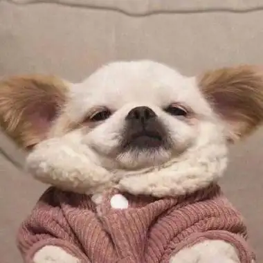 可爱动物搞怪头像图片 动物头像图片大全 -【爱个性】