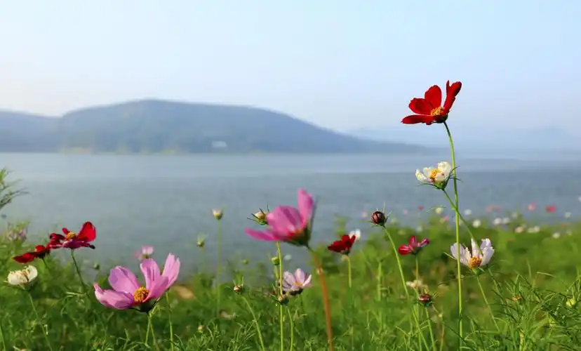 《浣溪沙.格桑花》