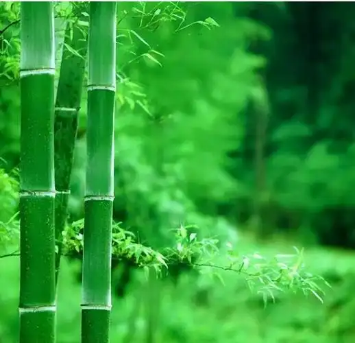 姓氏解竹子头像(姓名中有竹的人可以用的精致头像)(28)