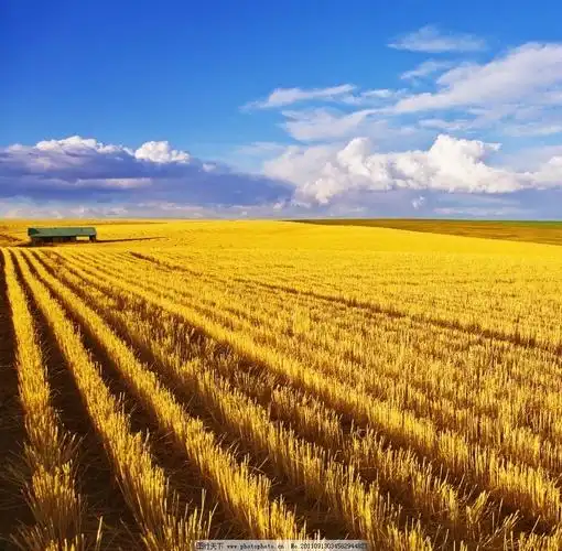 秋天来了,各种庄稼成熟了.