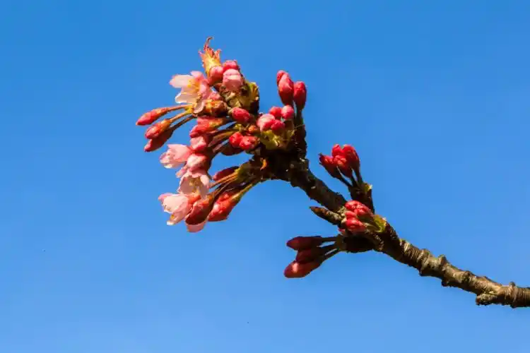 赏花 吃过樱桃,认识樱桃花吗? 写美篇樱桃好吃树难栽 叶的守望.