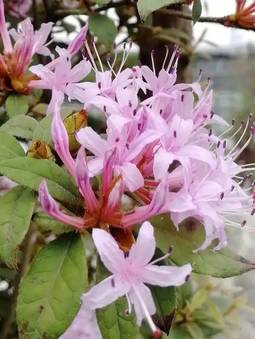 杜鹃花科溪畔杜鹃