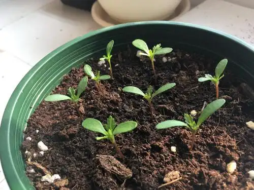 张得很整齐的孔雀草幼苗97