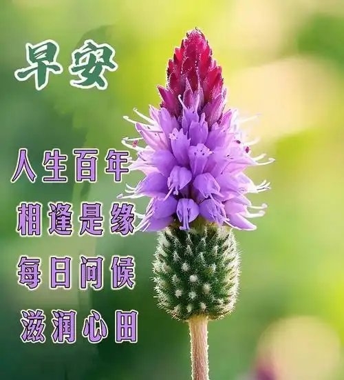 春季早安最美的鲜花问候早安动态表情图片