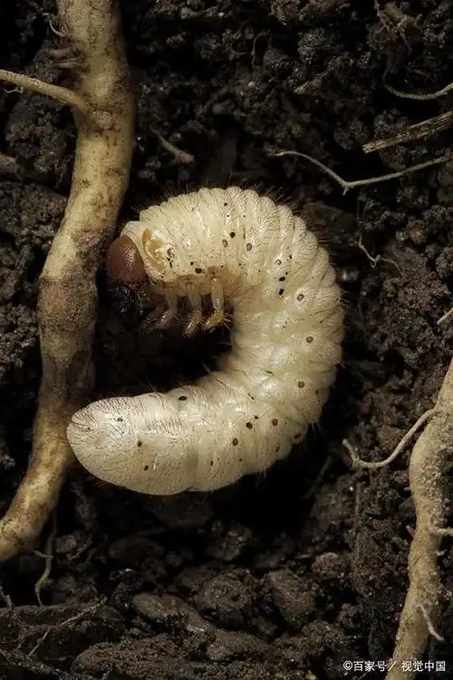 这种虫子是农村常见的白土蚕,你敢吃吗?