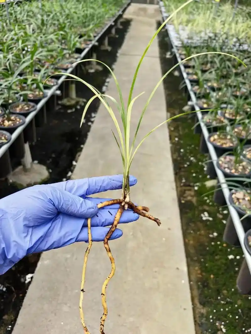 莲瓣兰朱金黄#一花一草一世界 #现场实拍 #兰花种植基地 - 抖音