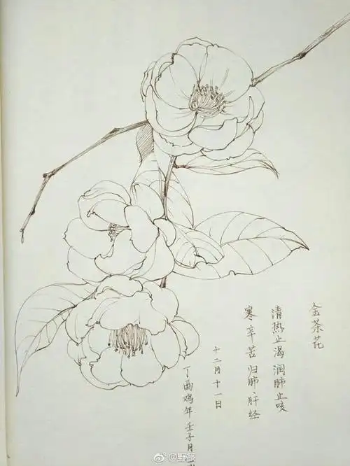 花卉白描