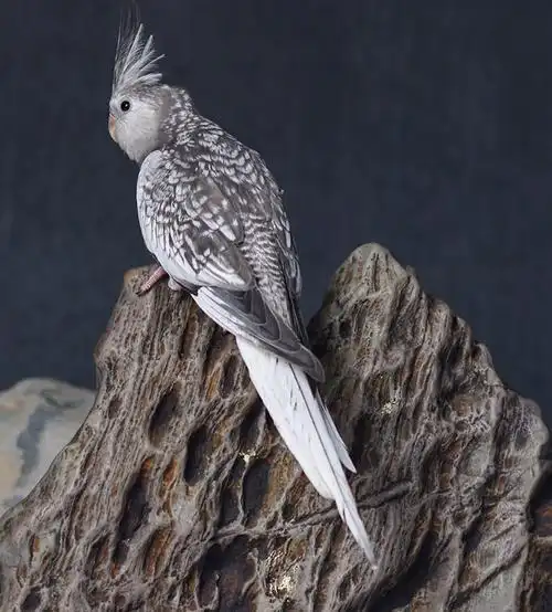 闽笼特色玄凤鹦鹉高端活鸟活物鸟粮鸟笼手养幼鸟活体亲人观赏宠物白子