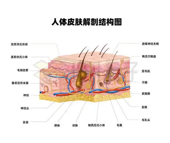 人体皮肤解剖结构图8079919矢量图片免抠素材 健康医疗-第1张