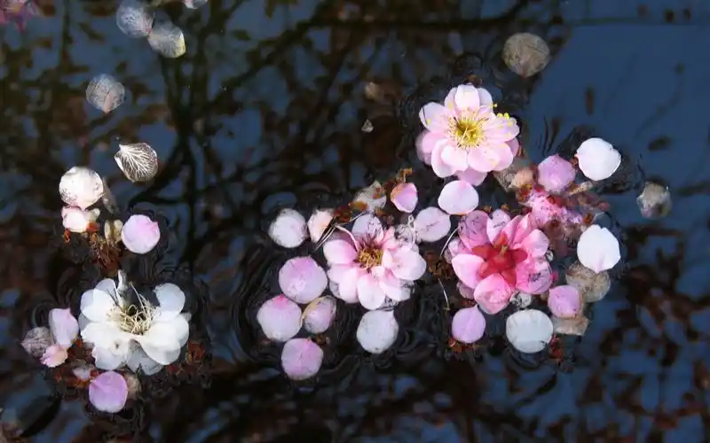 落入梅树坛水中的梅花花瓣是那样恬静,美丽.