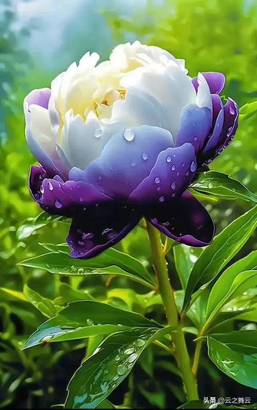 国色天香牡丹花,雍容华贵展芳华