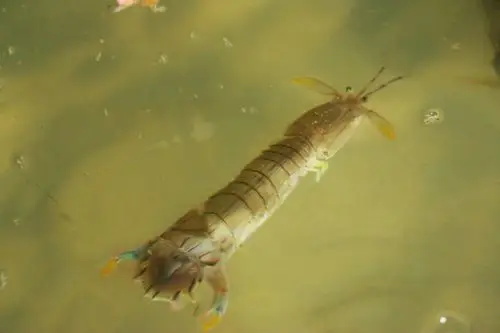 水中的虾爬子也叫皮皮虾