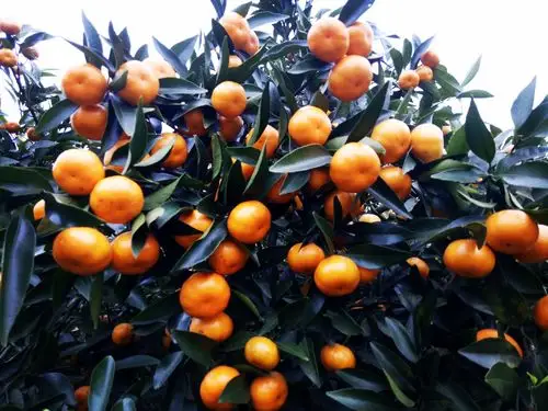 马水桔准备上市咯  颜色靓丽,水分多,香甜可口  果农产地  3万斤左右