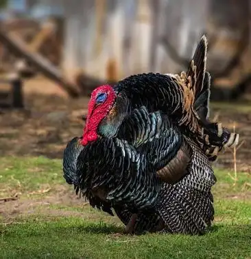 贝蒂娜青铜尼古拉火鸡苗脱温火鸡苗