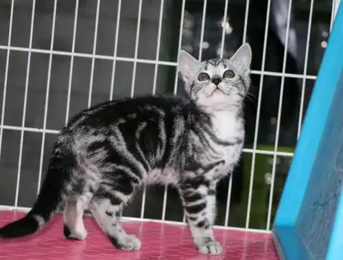美国短毛猫