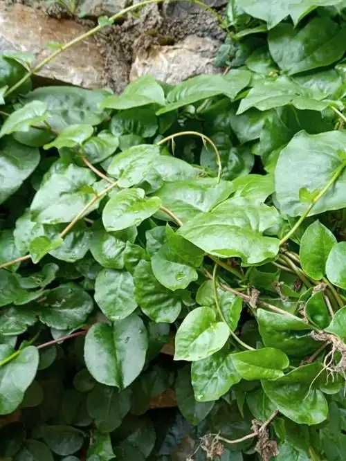 三七图片植物图片,金不换植物(金不换植物图片)