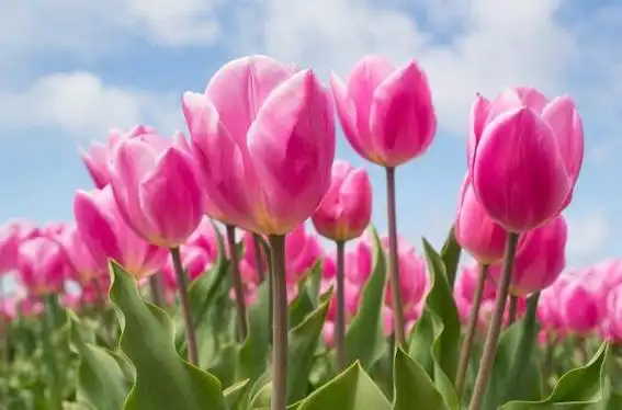 世界上十大最漂亮的花最漂亮的花排行榜前十名