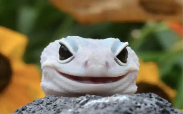 豹纹守宫品质鉴赏,最简单暴力的方法带你鉴别,恶魔白酒柠檬和恶魔白酒