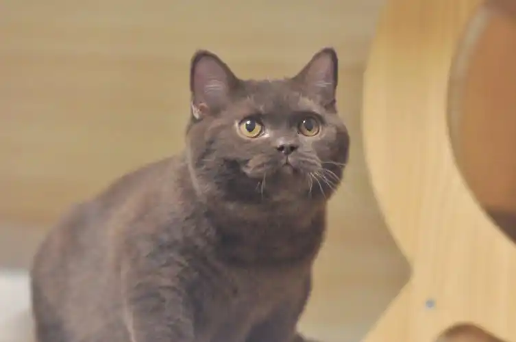 稀有的棕色英短男孩