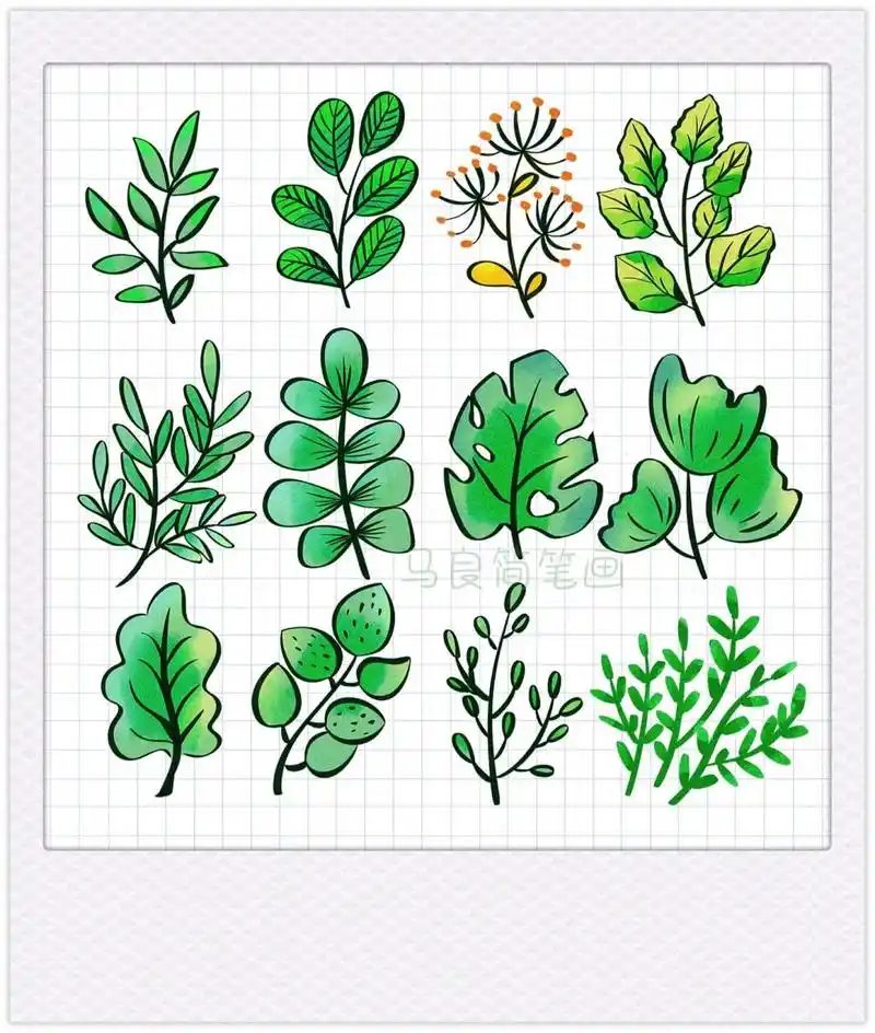 各种叶子简笔画植物树叶插画手帐手抄报素材          原创植物叶子小