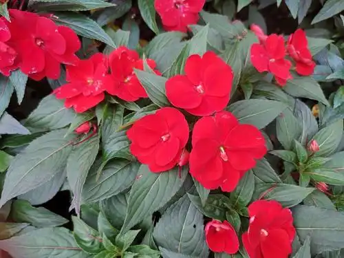 苏丹凤仙花,风仙花种一年生草本花卉.