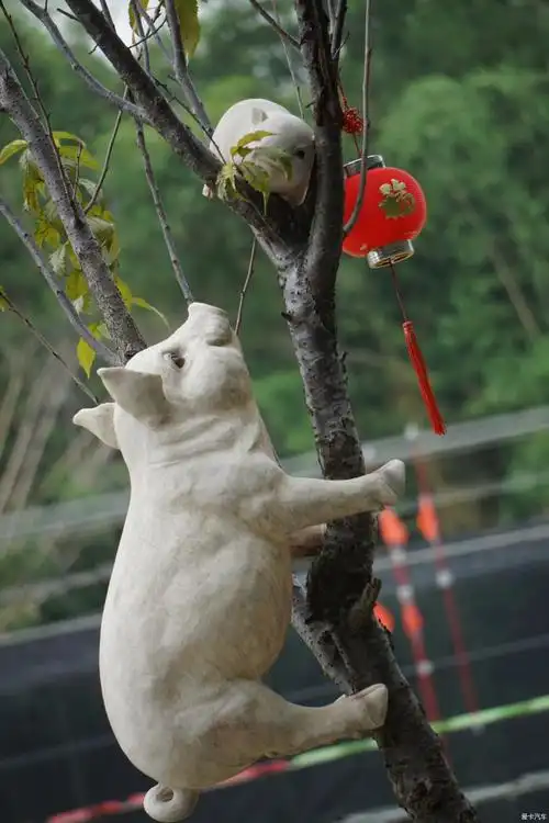 热搜冲顶旅游中看见了母猪爬上树