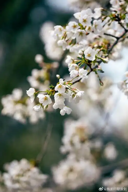 济南开启一年一度的浪漫樱花季,五龙潭公园内群樱绽放,前来踏春赏樱的