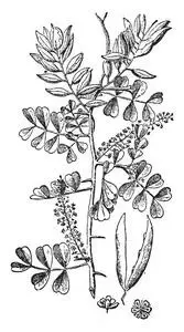 荆棘的枝条和小的,黄色的花,复古的线条绘制或雕刻插图.照片