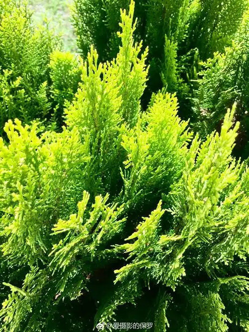 植物摄影·侧柏