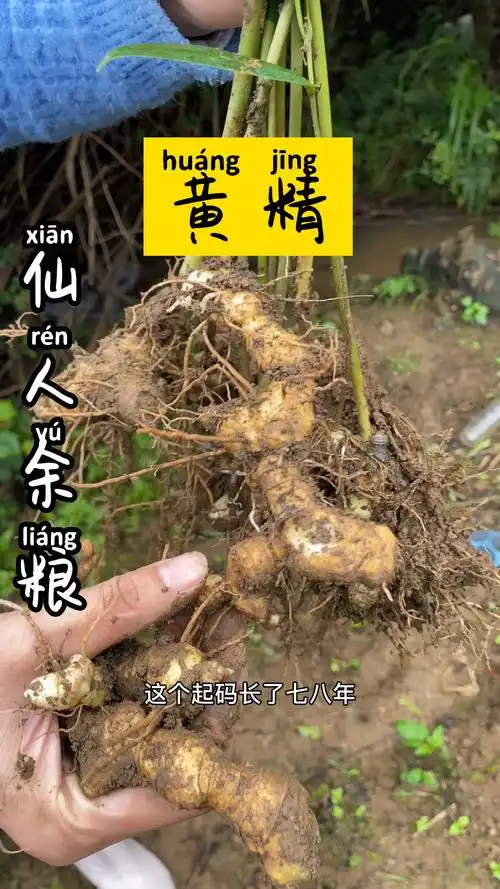 很多人分不清楚玉竹和黄精的区别,你可认识?知道它们的作用吗?-度小视