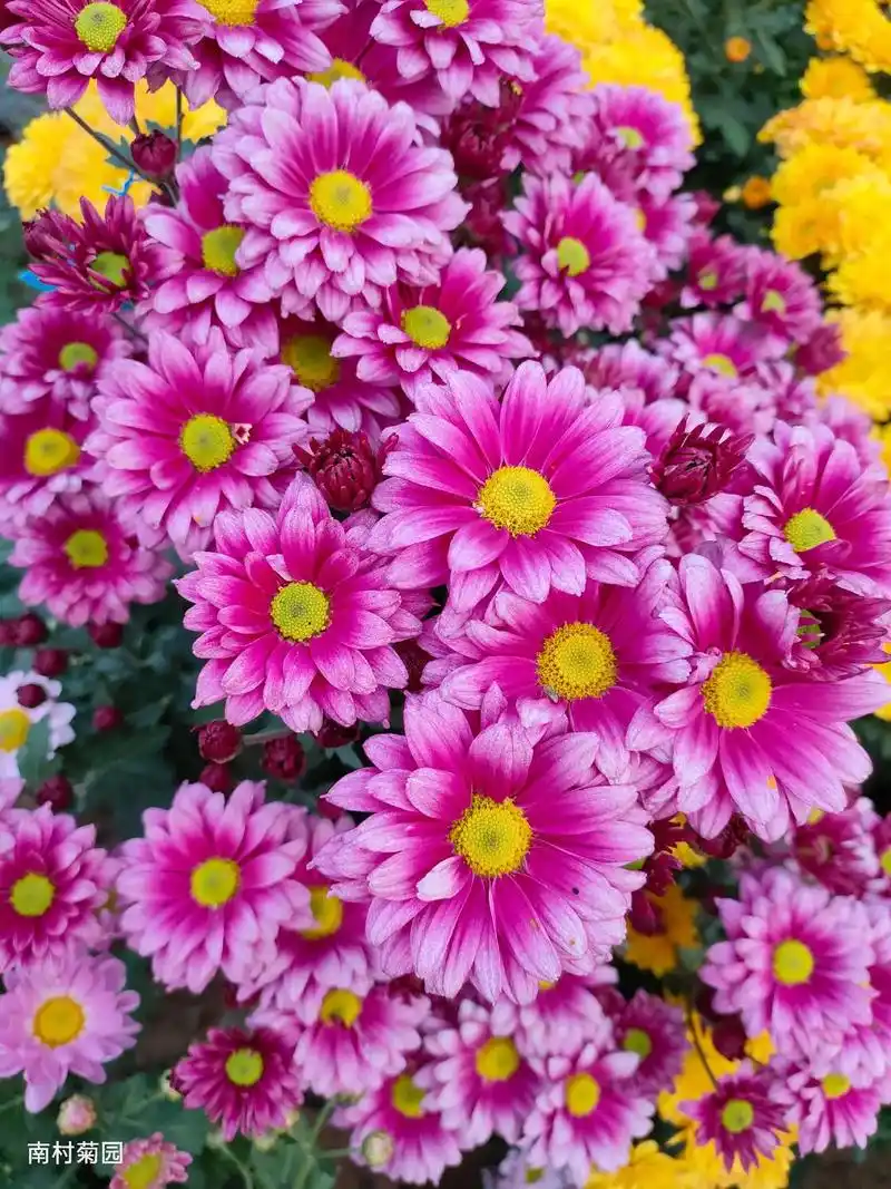 自育的一些单瓣小花和切花品种.